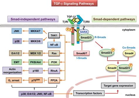 Outline Of Transforming Growth Factor β Tgf β Signaling Initiation