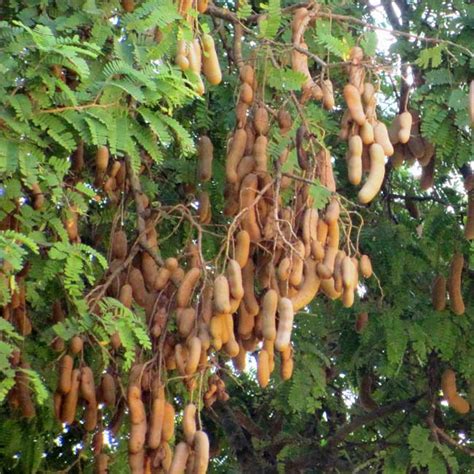 Sweet Tamarind Seeds Tamarindus Indica Cv Srichompoo