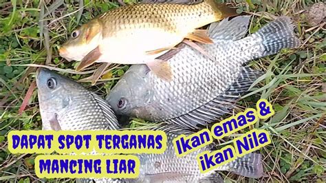 Memancing Ikan Emas Dan Nila Di Spot Liar Strike Nya Sangat Memuaskan