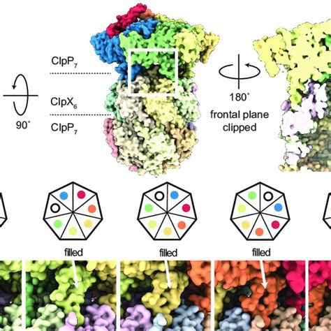 A Symmetry Mismatch At The ClpXClpP Interface May Allow Peptide