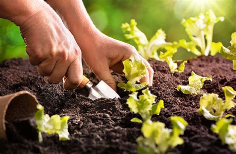 Inseticida Natural Como Controlar As Pragas Na Horta Sem Veneno