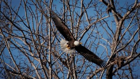 Bald Eagle Nest Found In Toronto For St Time In Recorded History