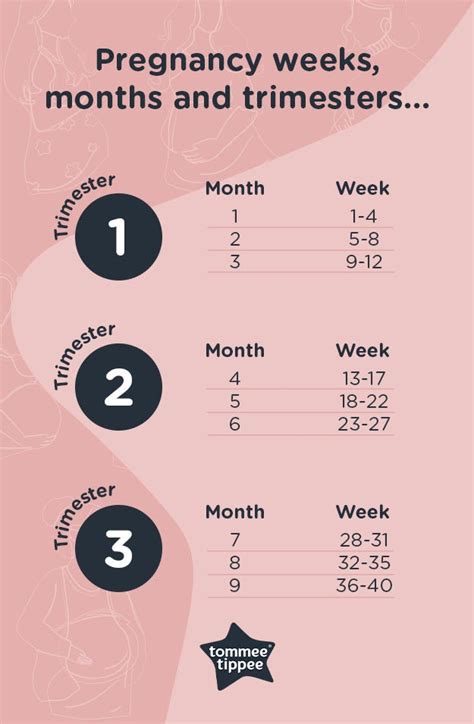 Trimesters In Pregnancy Chart