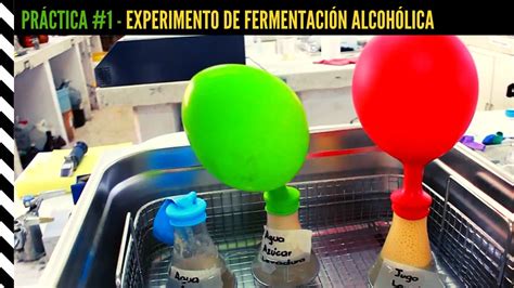 Experimento De Fermentaci N Alcoh Lica Youtube