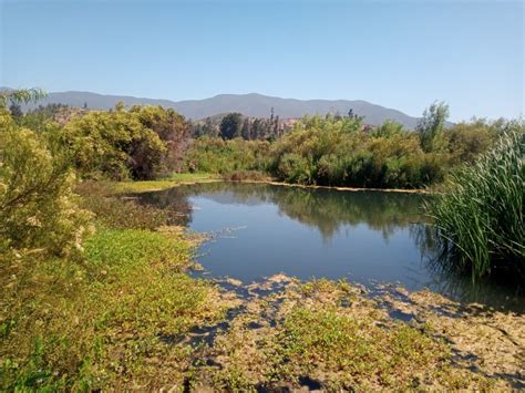 Quillota Conmemorar El D A Mundial De Los Humedales Con Visita Guiada