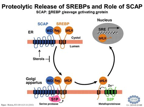 Biom Chem Pharm Sphingolipid And Sterol Metabolism