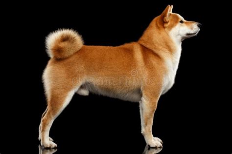 Pedigreed Red Shiba Inu Dog Standing on Black Background Stock Photo - Image of purebred, akita ...