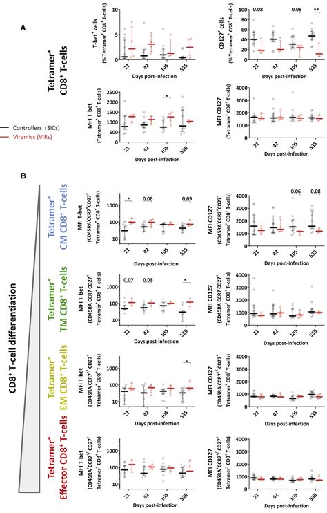 Optimal Maturation Of The Siv Specific Cd T Cell Response After