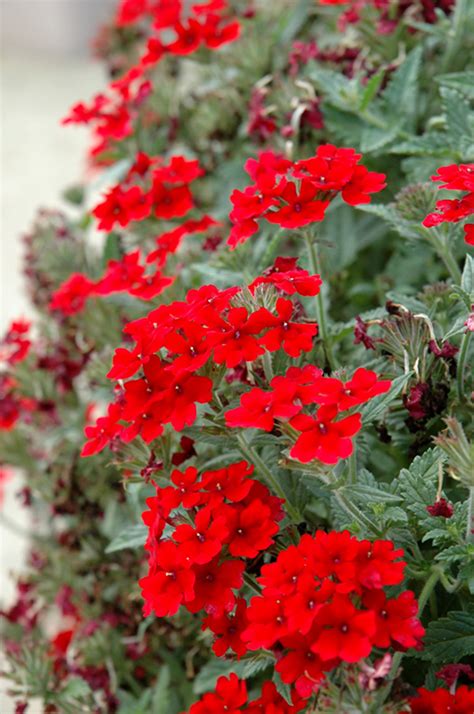 Lascar Dark Red Verbena Verbena Lascar Dark Red In Denver