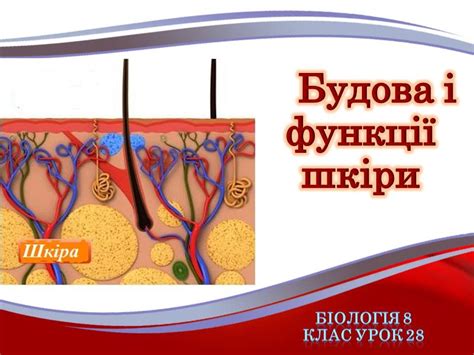 Будова й функції шкіри - YouTube