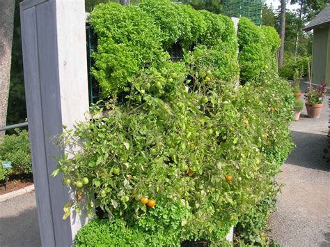 How To Grow A Vertical Garden Storables