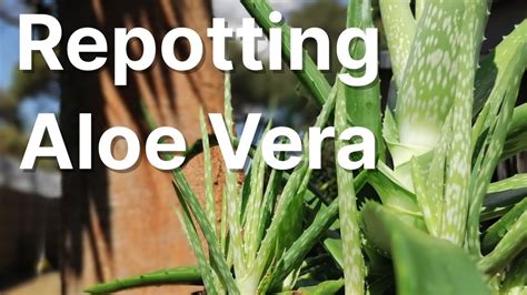 How To Repot Divide And Propagate Your Aloe Vera Nature Youtube