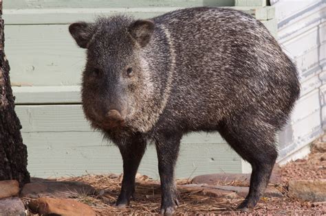 Free Images : wildlife, fauna, vertebrate, javelina, wild boar ...