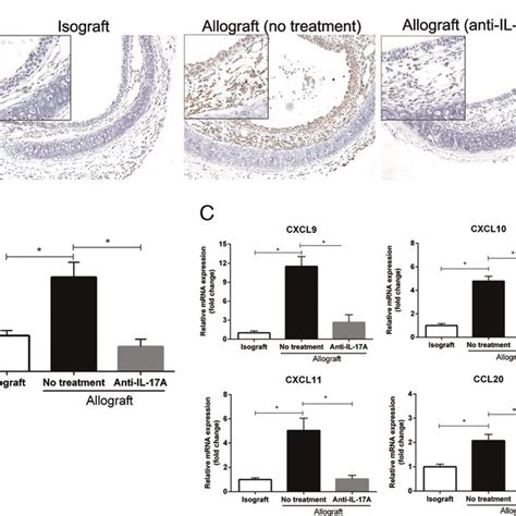 Neutralization Of Il 17a Inhibits The Accumulation Of Cd8 Tcells In