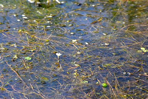 Submerged Aquatic Vegetation At Seedskadee Nwr Photo Tom Flickr