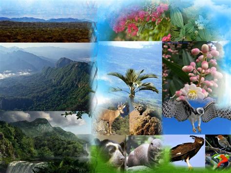 Madidi national park, Bolivia - Save Our Green