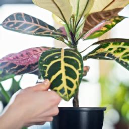 Care For Croton Plant? Discover the Best Practices for Nurturing Your ...