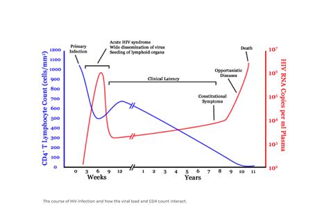 Hivindv Natural History Of Hiv