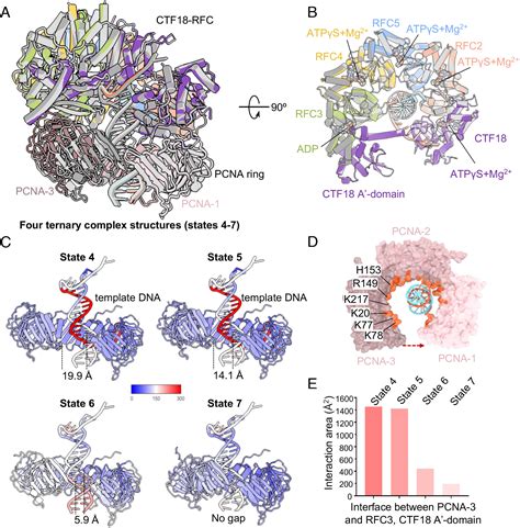 Cryo Em Reveals A Nearly Complete Pcna Loading Process And Unique