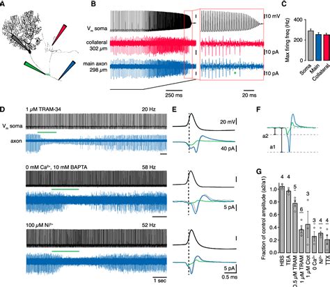 Figure 1 From Calcium Activated Potassium Channels At Nodes Of Ranvier