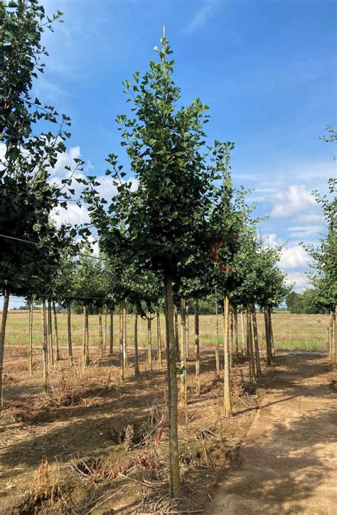 Ginkgo Biloba Arbre Aux Mille Ecus Chlori