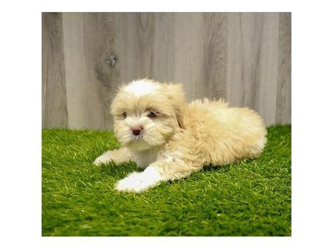 Lhasa Apso Puppy Golden Id27885 Located At Petland Lake St Louis