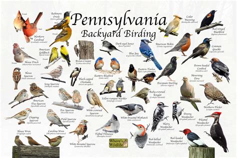 Types Of Birds In Pennsylvania The Most Common Backyard Birds Nature