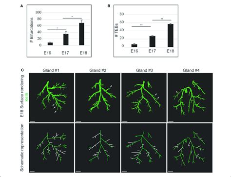 Lg Branching Morphogenesis Appears Linear But Stochastic A B