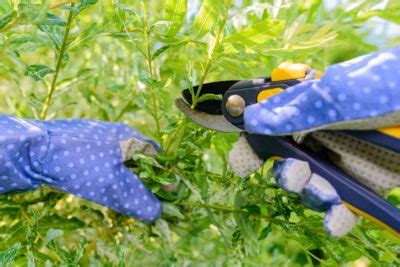 Light Pruning Is Possible On Mature Willows Pollarding Schemes Are