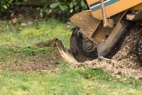 3 Useful Stump Removal And Treatment Tips For Homeowners EDM Chicago