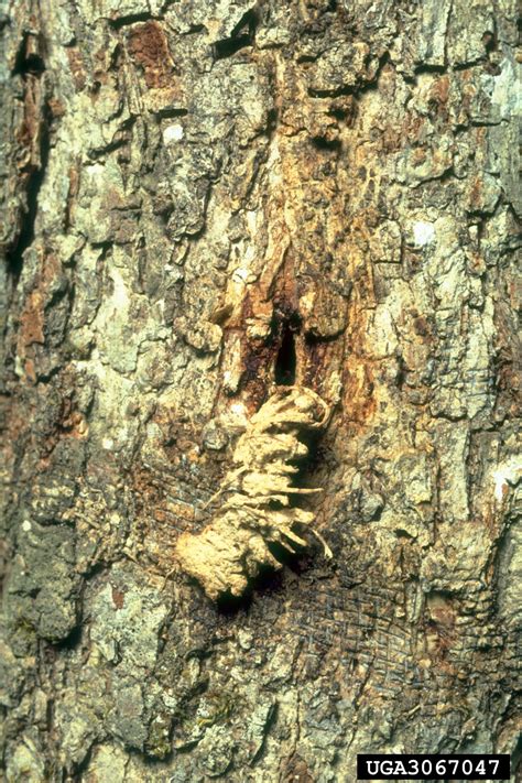 Forest Pest Insects In North America A Photographic Guide