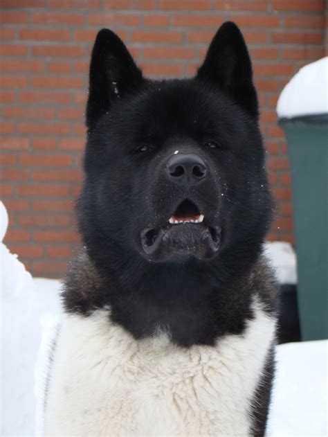 Am Akita Ti Jay Akita Dog Akita American Akita Dog