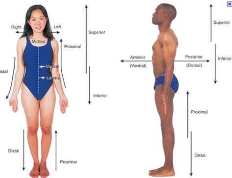 Chapter 1 Anatomy And Physiology Flashcards Quizlet