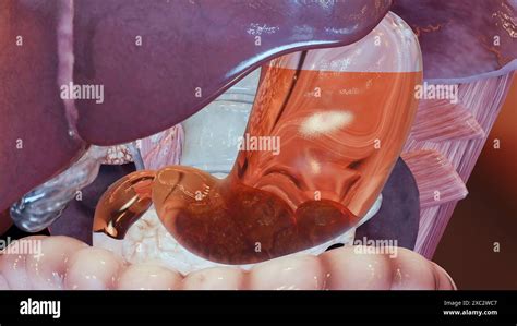 Anatomie De Lestomac Humain Digestion Oesophage Abdomen Gastrique