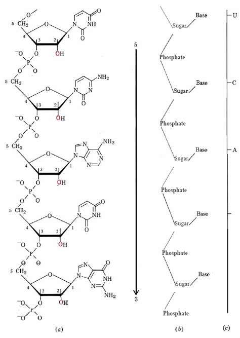 2018 Nucleic Acid Structure Chemistry Libretexts