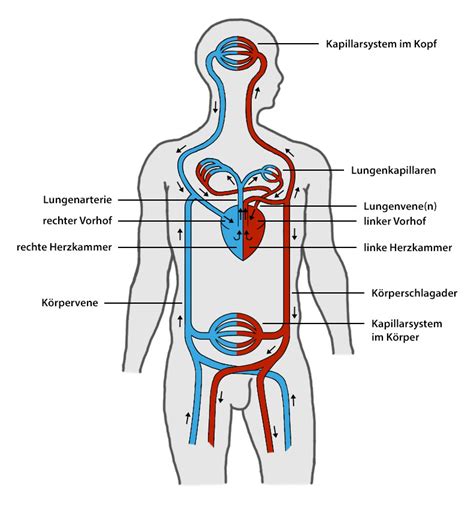 Herz Kreislauf System