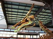 Category:Olorotitan skulls - Wikimedia Commons