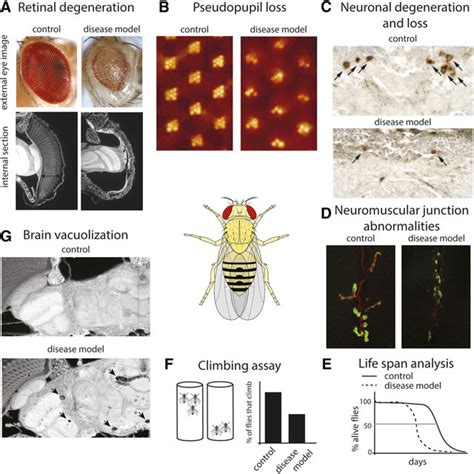 Pdf Drosophila As An In Vivo Model For Human Neurodegenerative Disease