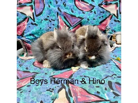 Beautiful Dwarf Lionhead Bunnies For Sale Near Jacksonville Florida