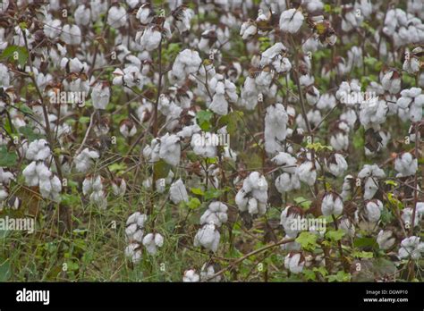 Textile Plants Hi Res Stock Photography And Images Alamy