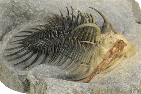 Multi Toned Spiny Comura Trilobite Ofaten Morocco For