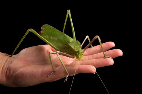 Giant Katydids