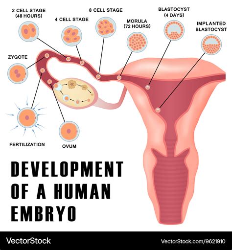 Early Human Embryo Development Royalty Free Vector Image