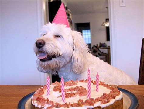 These 31 Happy Birthday Dog Images Are So Cute I'm Wagging My Imaginary Tail