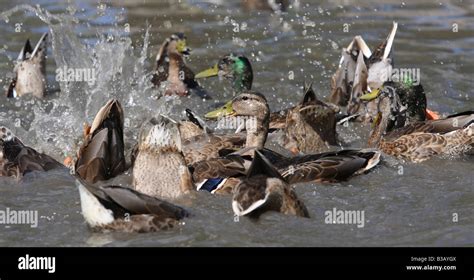 Feeding time for the ducks Stock Photo - Alamy