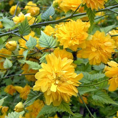 A Source Of Shade Color By Steve Huddleston Neil Sperry S Gardens