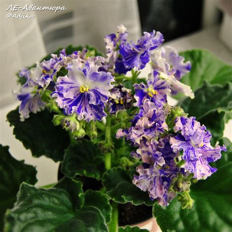 Purple and White Flowers in a Pot
