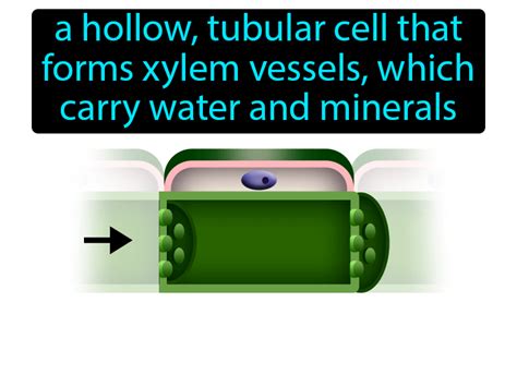 Vessel Element Definition | GameSmartz