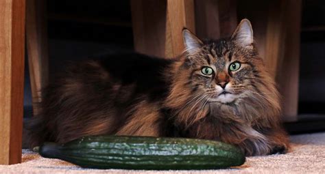 Why Are Cats Scared Of Cucumbers? The Psychology Behind The Feline Fear ...