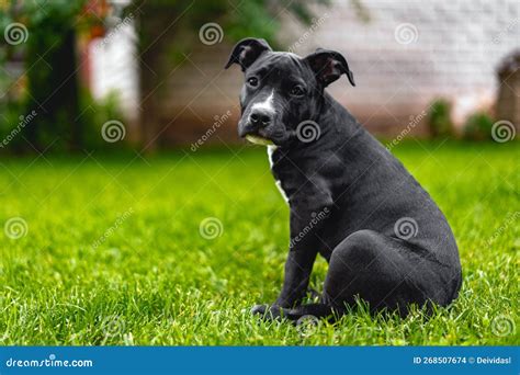 Adorable Young Black American Staffordshire Terrier Puppy Stock Photo